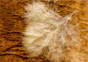 Mycel Image