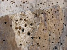 befallenes Holz Löcher 1-2 mm Image