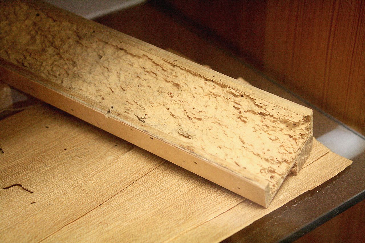 befallenes Holz Image